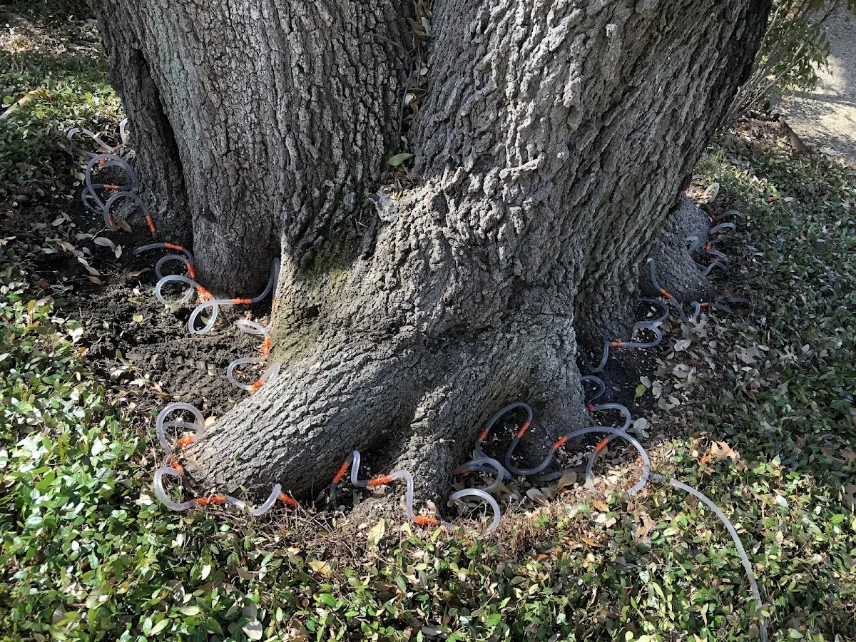 Detailed Tree Cabling and Bracing job site in Mc Connellsville