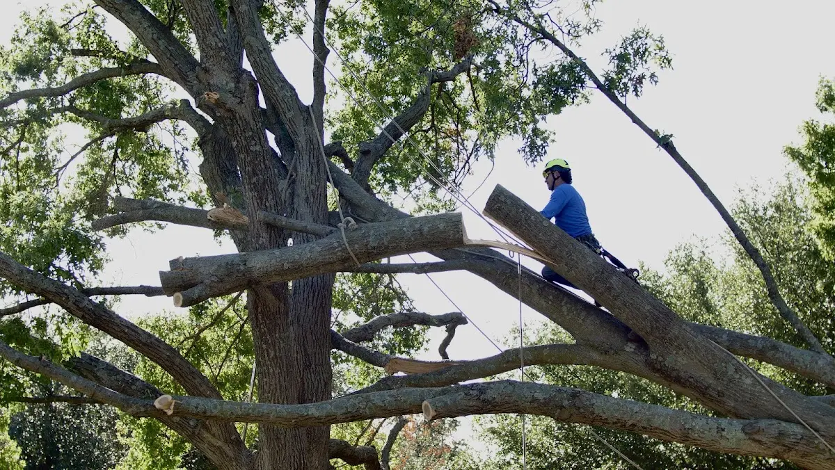 Professional Hazardous Tree Removal performed by certified arborists in Mc Connellsville