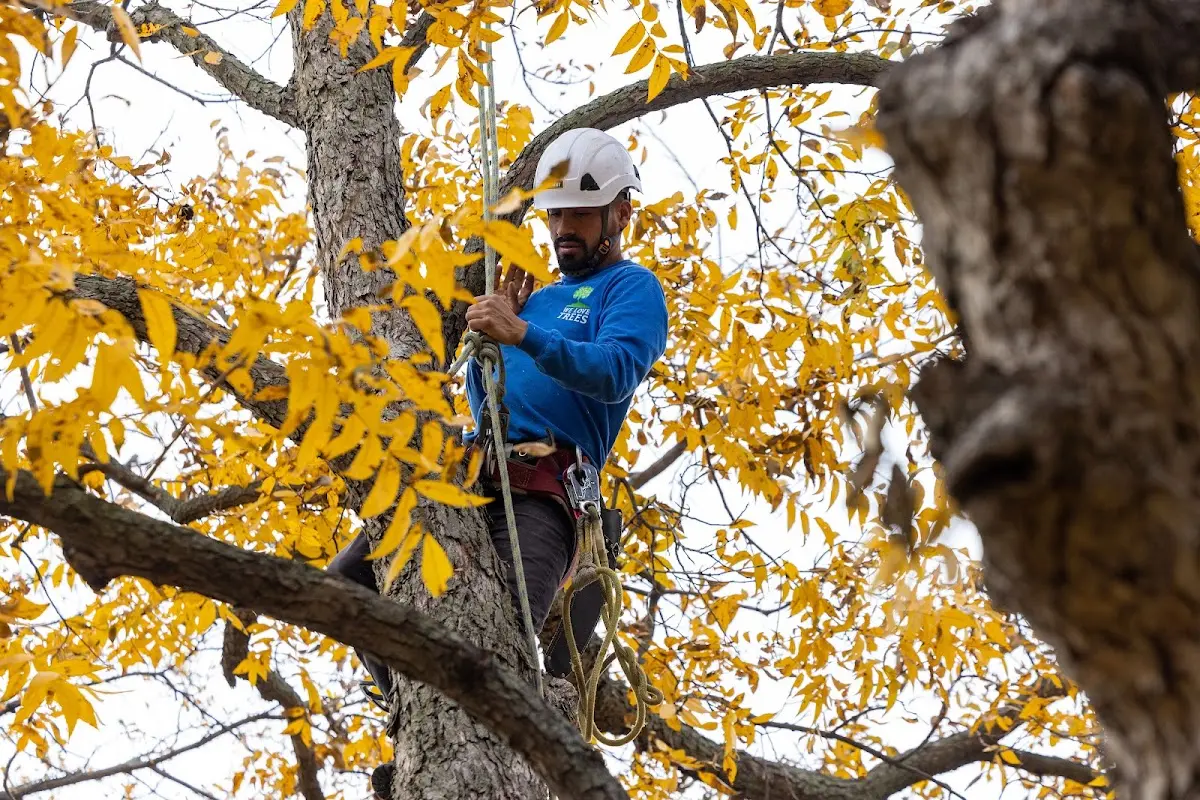 Skilled Tree Pruning crew working in Mc Connellsville